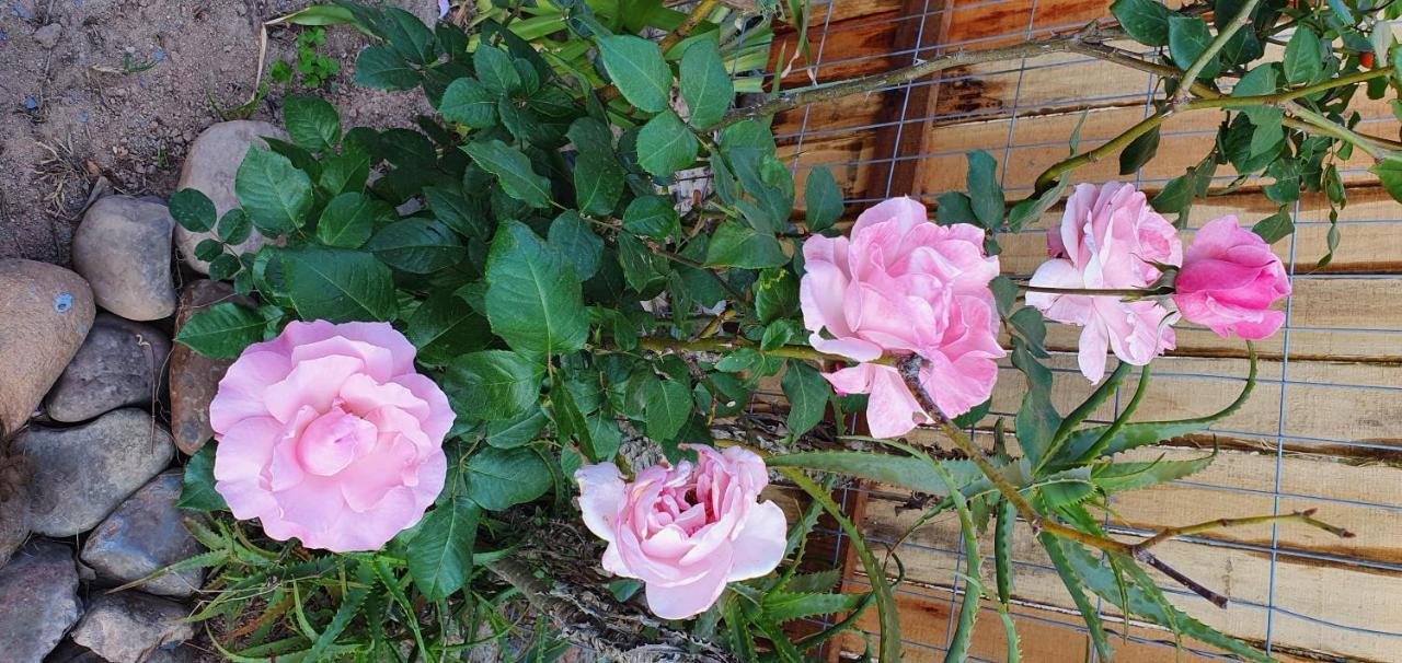 Rosa Guarda do Embau